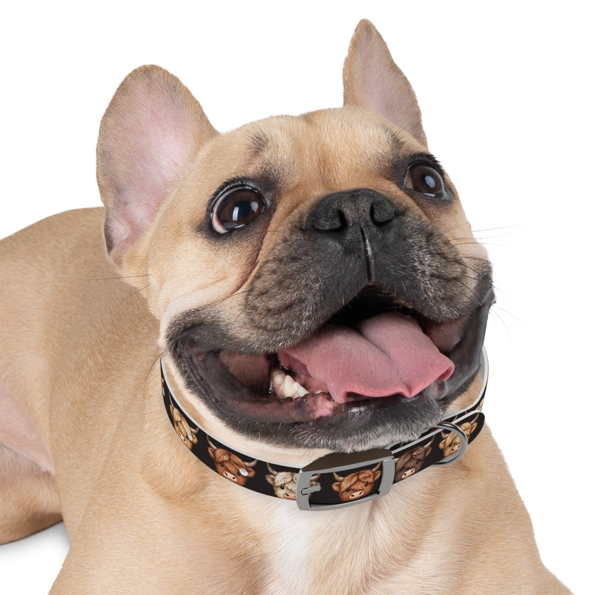 Highland Cow Dog Collar — Cute Scottish Cow Print Pet Collar