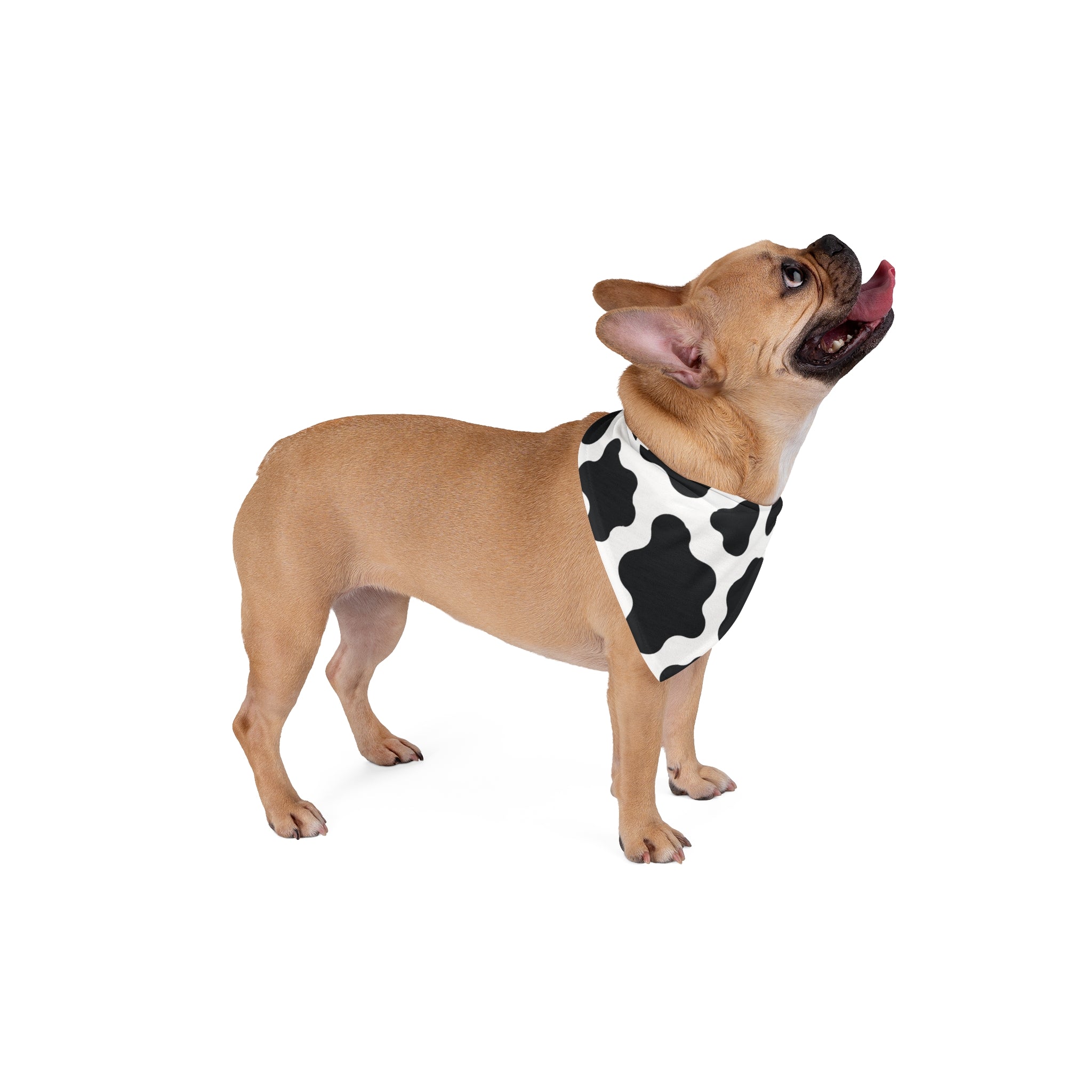 Cow Print Pet Bandana — Black & White Farm Animal Pattern Dog Bandana
