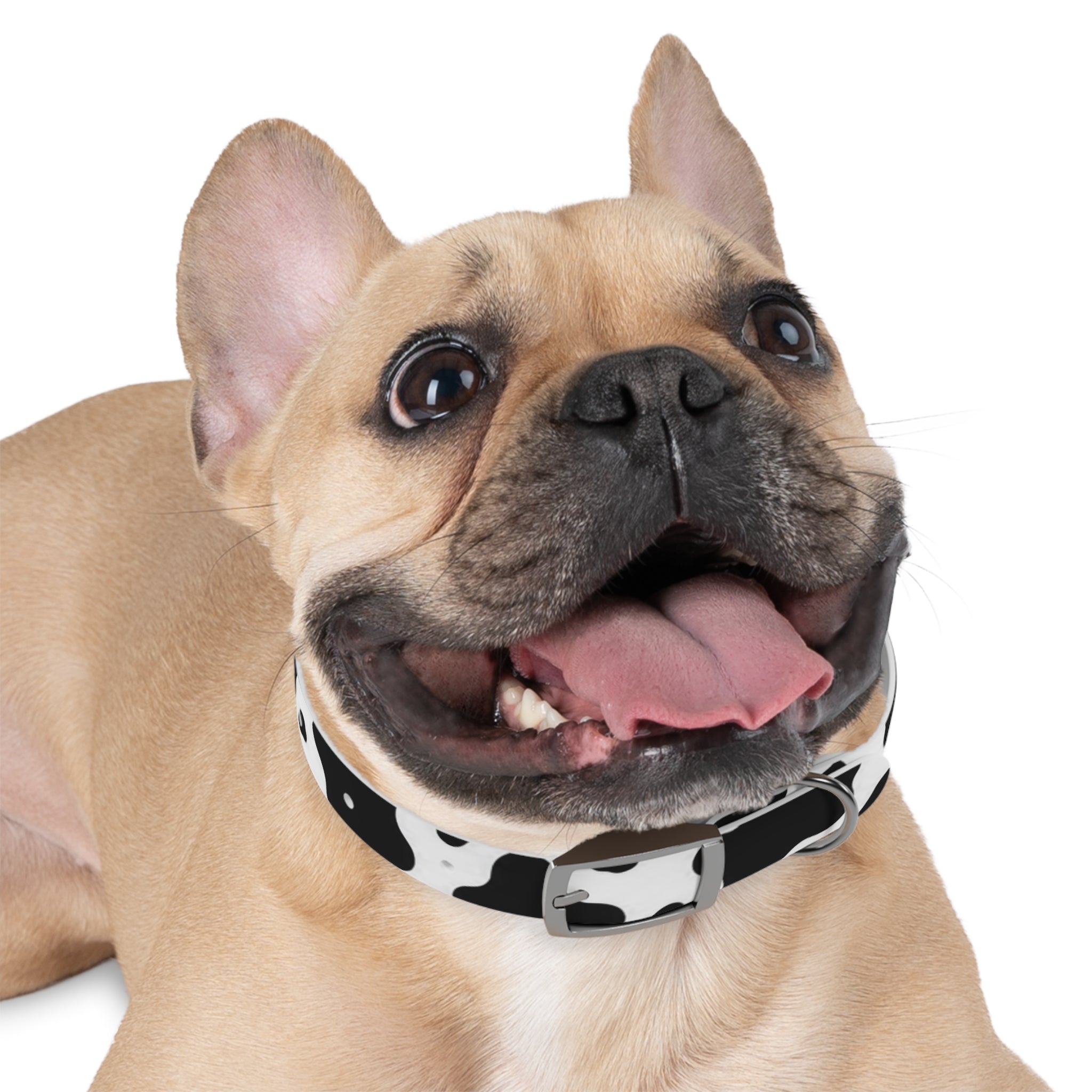 Cow Print Dog Collar — Black & White Cute Pup Accessory