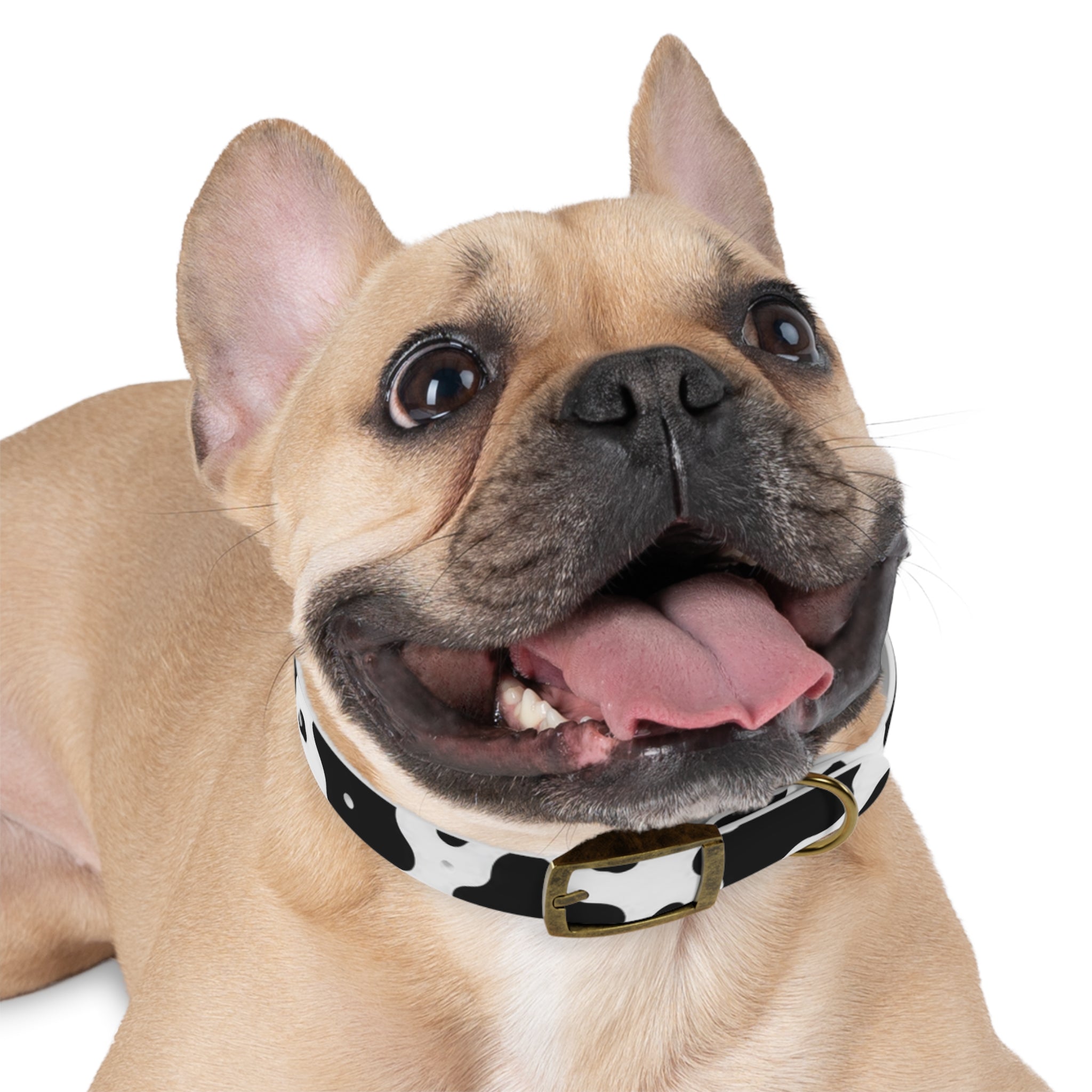 Cow Print Dog Collar — Black & White Cute Pup Accessory