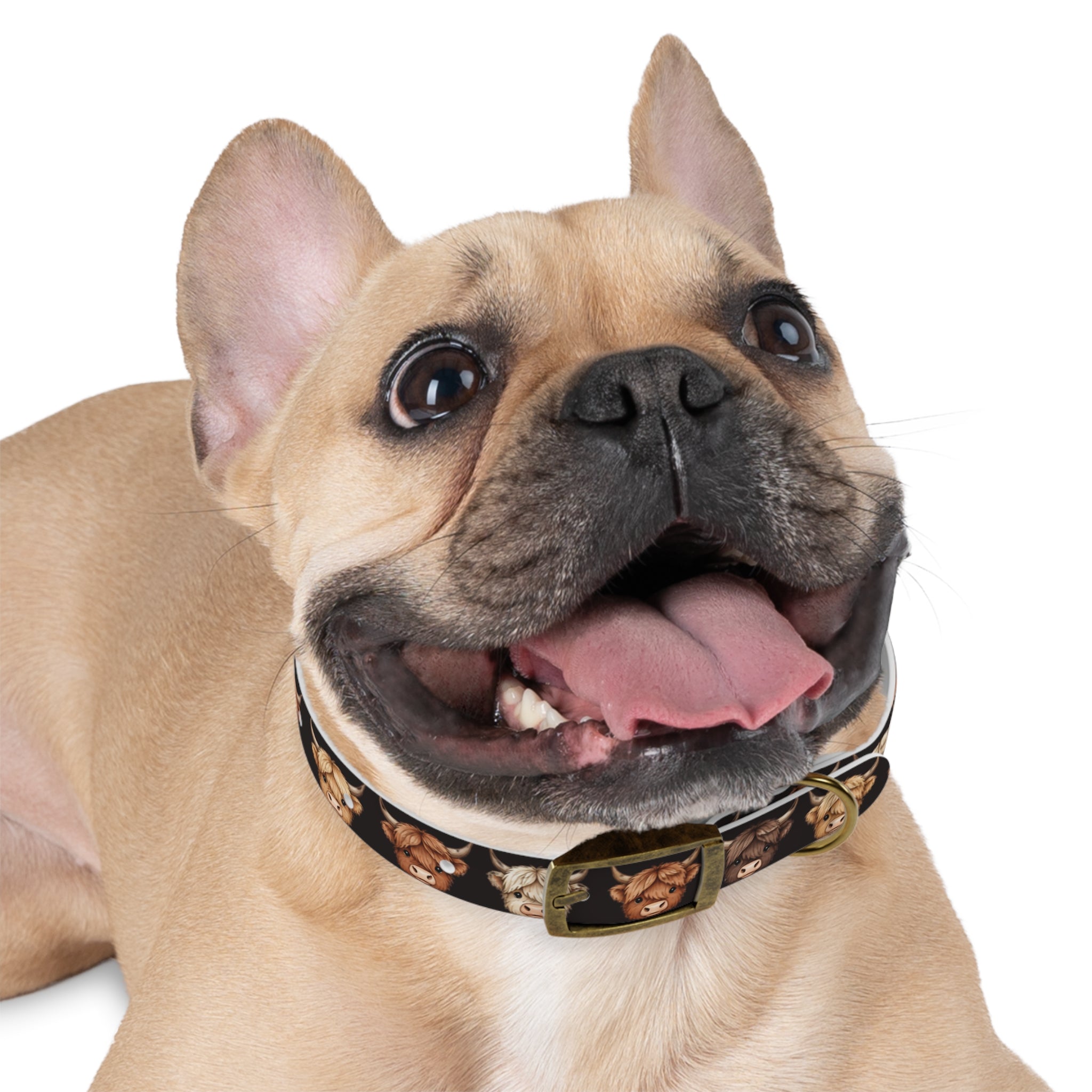 Highland Cow Dog Collar — Cute Scottish Cow Print Pet Collar