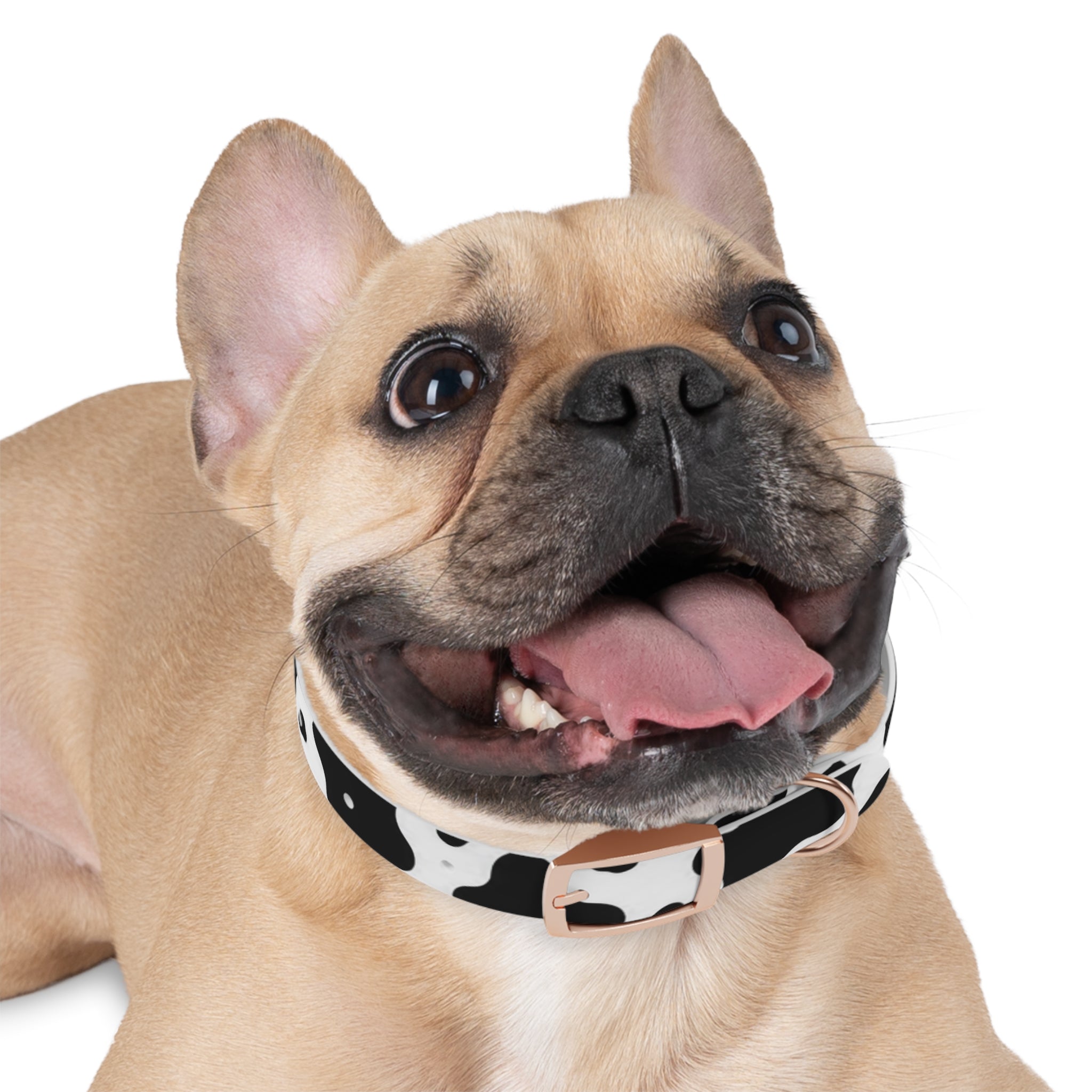 Cow Print Dog Collar — Black & White Cute Pup Accessory